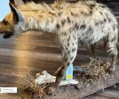 Real African Spotted Hyena Taxidermy