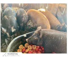 High quality heritage pork growers - $500 (Stockholm)